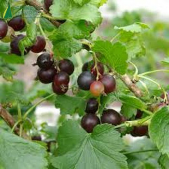 RIBES jostaberry  Cont.3/4 L 