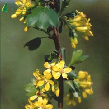 RIBES odoratum