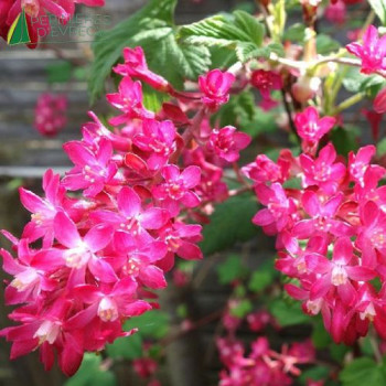 RIBES sanguineum Amore