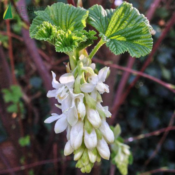 RIBES sanguineum Somerset White