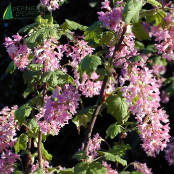 RIBES sanguineum King edward vii
