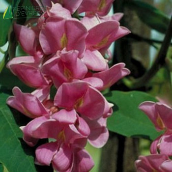 ROBINIA pseudoacasia Casque rouge®