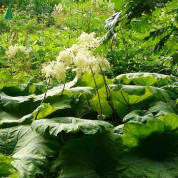 RODGERSIA tabularis  Godet 8/9 