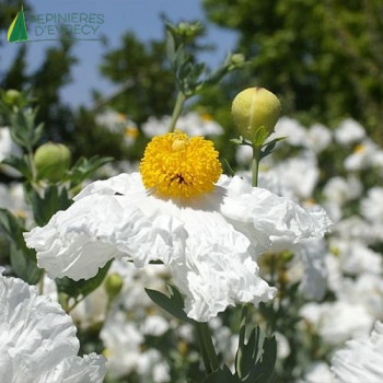 ROMNEYA coulteri