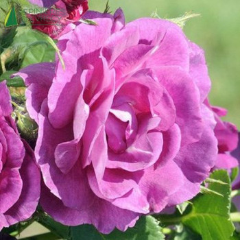 ROSA Audacieuse Grimpant Conteneur 
