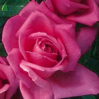 ROSA Aveu Buisson Cont.5/7.5 L 