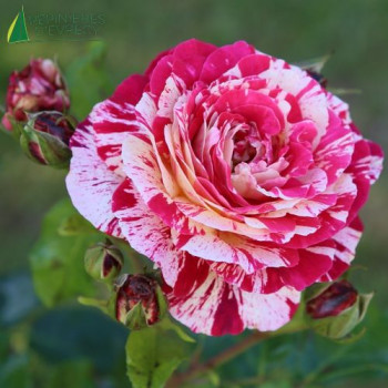 ROSA ABRACADABRA