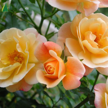 ROSA Calizia paysager Cont.5/7.5 L 