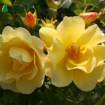 ROSA Celina