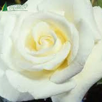 ROSA Elvis