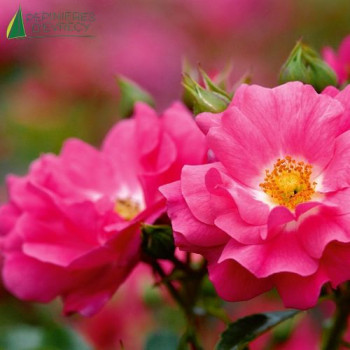 ROSA Emera