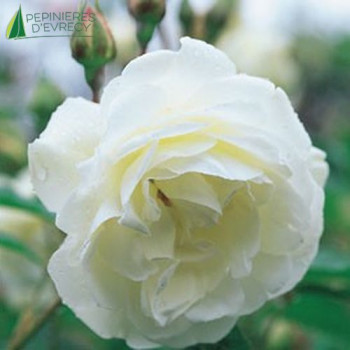 ROSA Iceberg