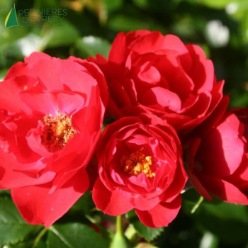 ROSA Kadora