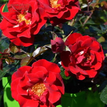 ROSA New Vesuvia