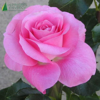 ROSA Nicole Calfan