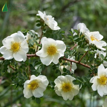 ROSA Pimpinellifolia
