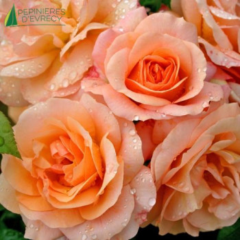ROSA Aprikola