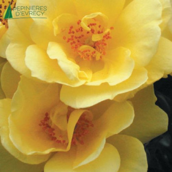 ROSA Suneva