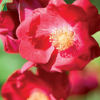 ROSA Vesuvia