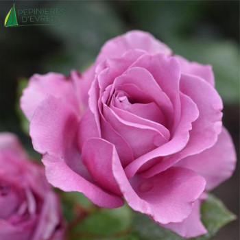 ROSA Bossuet aigle de meaux