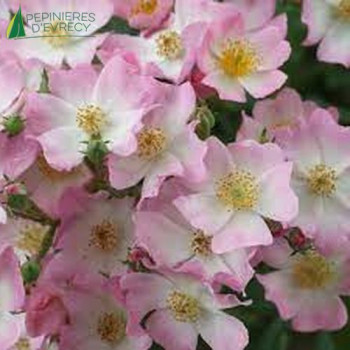 ROSA Ballerina