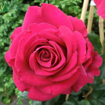 ROSA Belle Rives (edirose)