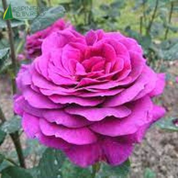 ROSA Big Purple