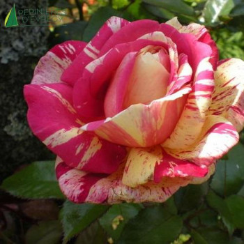 ROSA Broceliande (nirp)