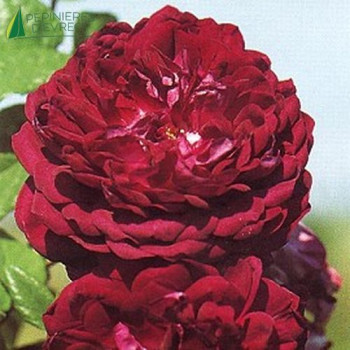 ROSA Cardinal de richelieu