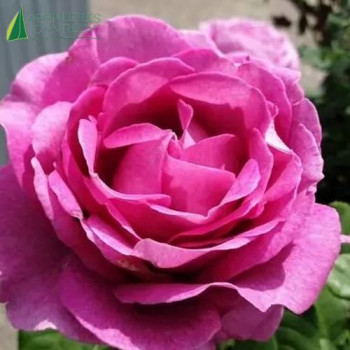 ROSA  Catherine de Medicis