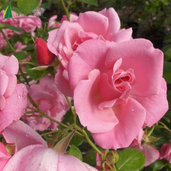 ROSA Centenaire de Lourdes