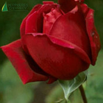 ROSA Chrysler imperial Grimpant Conteneur 