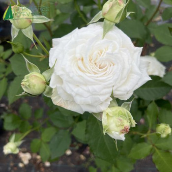 ROSA  Crémet d'Anjou