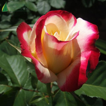 ROSA Double delight (nirp)