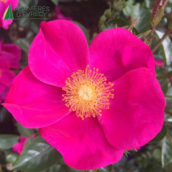 ROSA  Devoir de Memoire
