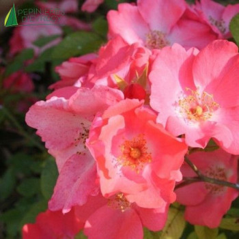 ROSA Douceur Normande