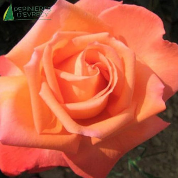 ROSA  Eclat de Haute Bretagne