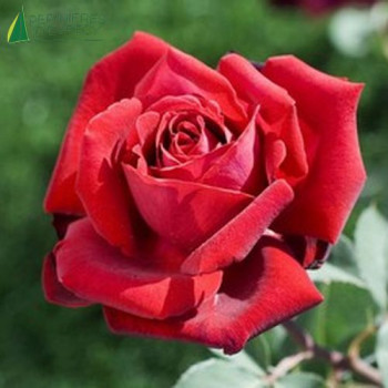 ROSA Edith piaf