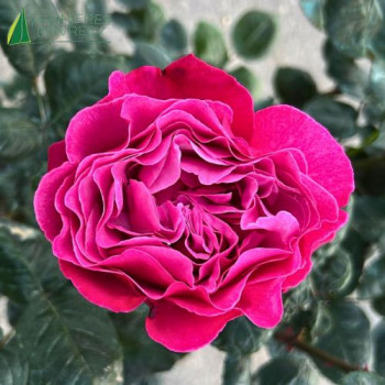 ROSA Eudora (nirp)