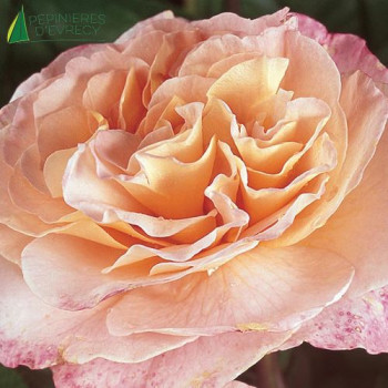 ROSA Fox Trot