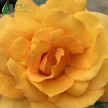 ROSA Françoise Berville