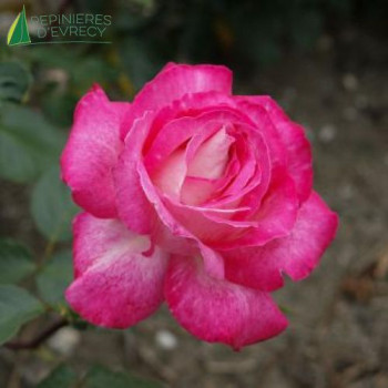 ROSA Gaujard®
