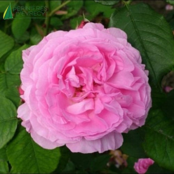 ROSA gertrude jekyll