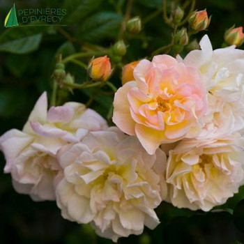 ROSA Ghislaine de feligonde