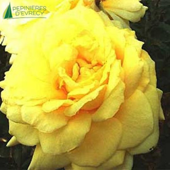 ROSA Golden delight