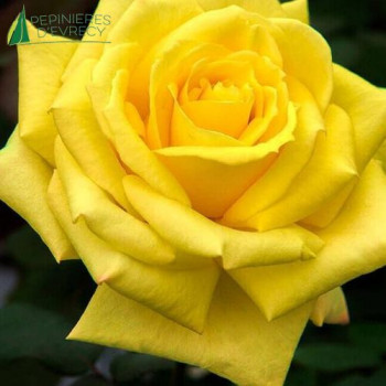 ROSA  Golden Parfumella
