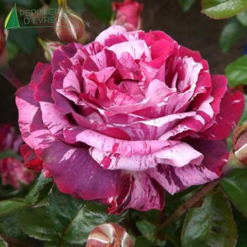 ROSA  Guillaume Gomez® Panstri
