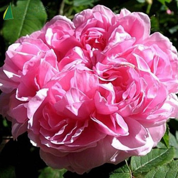 ROSA Jacques Cartier