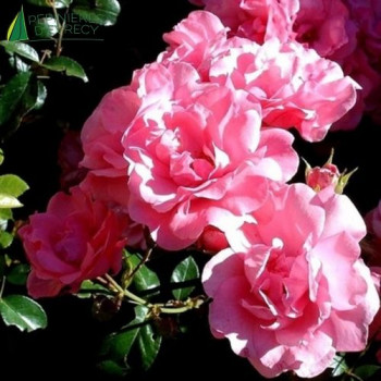 ROSA Les amoureux de Peynet