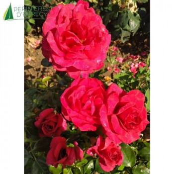 ROSA  Le Roi de Coeur® Starzored